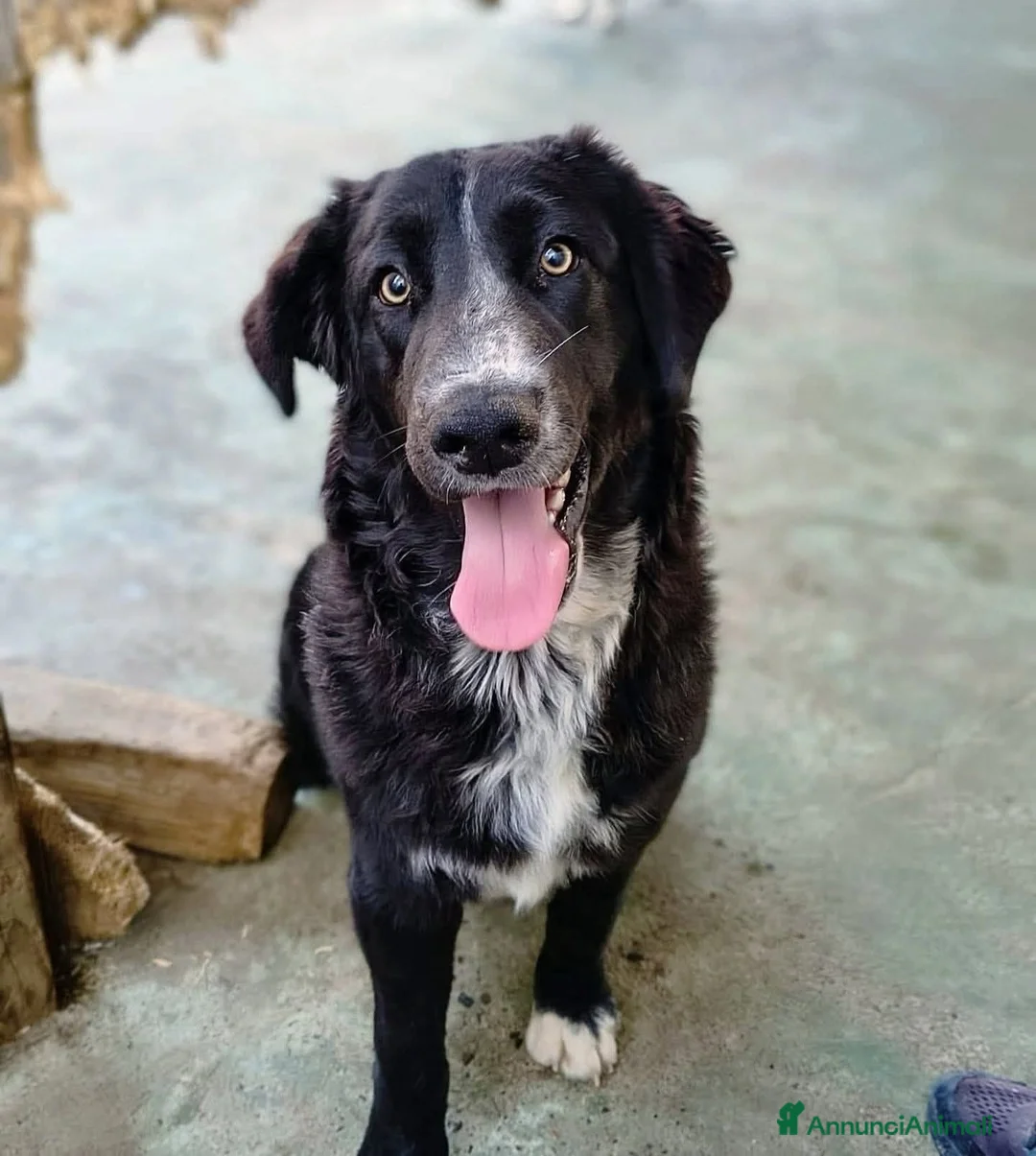 Meticcio cani in regalo: Ciglio - Annuncio 1