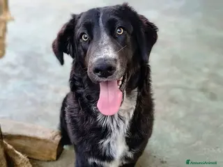 Meticcio cani Ciglio - Annuncio 34