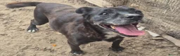 Meticcio cani in regalo: Cloe: nonnina adorabile taglia piccola  - Annuncio 1