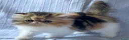 Persiano gatti in vendita: Cuccioli di Persiano - Annuncio 4