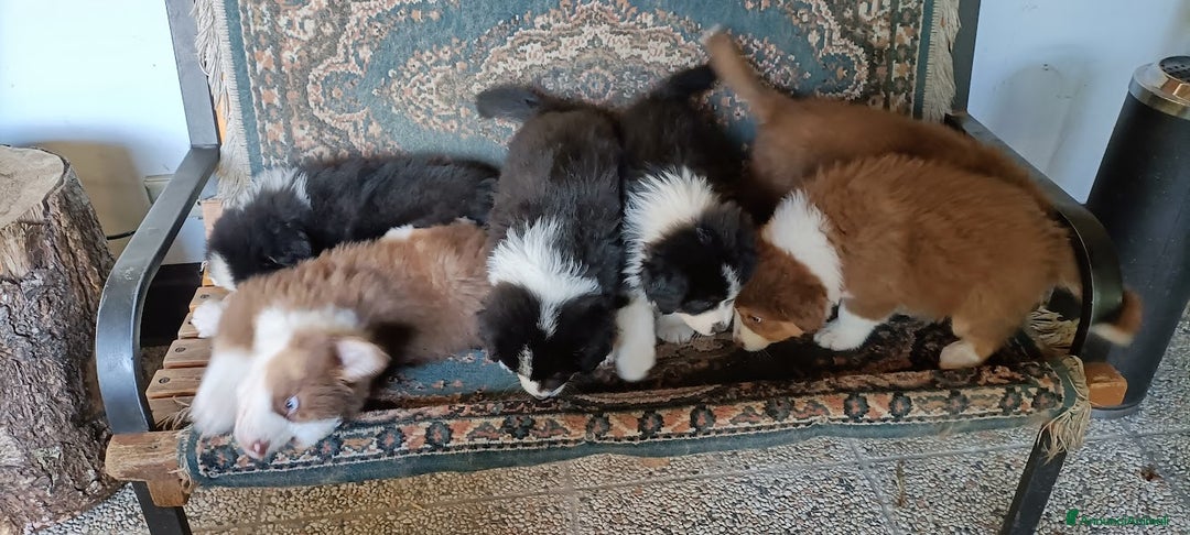Australian Shepherd cani in vendita: cucciolata di sette fratelli con pedigree a Provincia autonoma di Trento - Immagine 3
