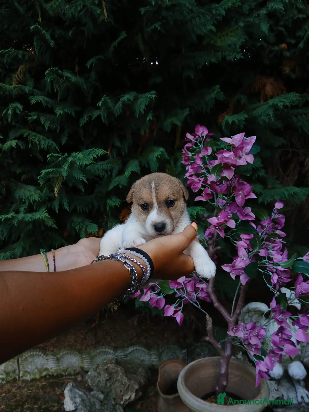 Jack Russell cani in vendita: Cuccioli di Jack russel terrier  - Annuncio 11