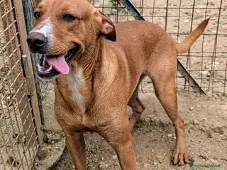 Meticcio cani CORFU' CERCA AMORE - Annuncio 12