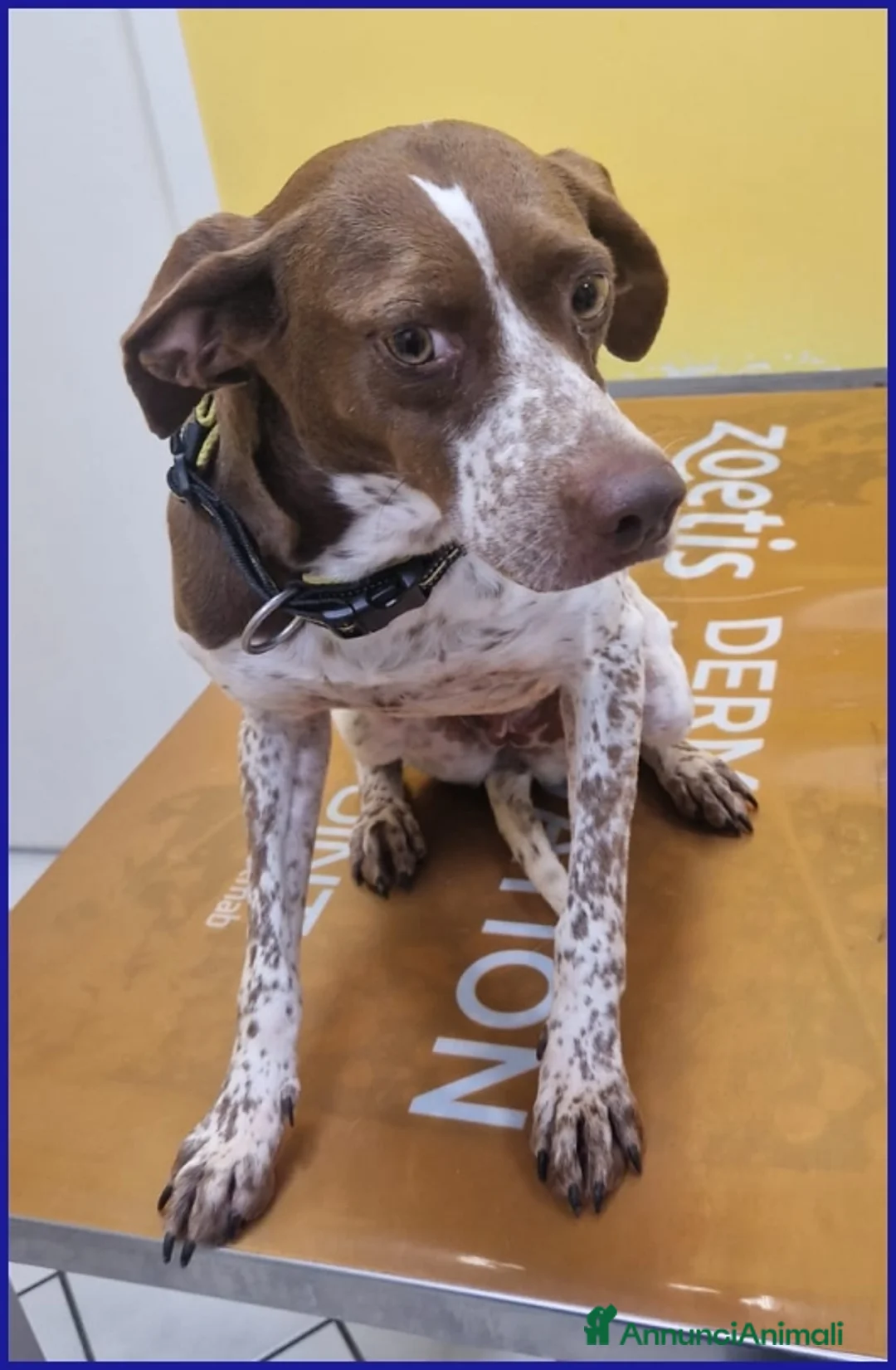 Meticcio cani in regalo: ARANCIA pointerina 3 anni e mezzo - Annuncio 4