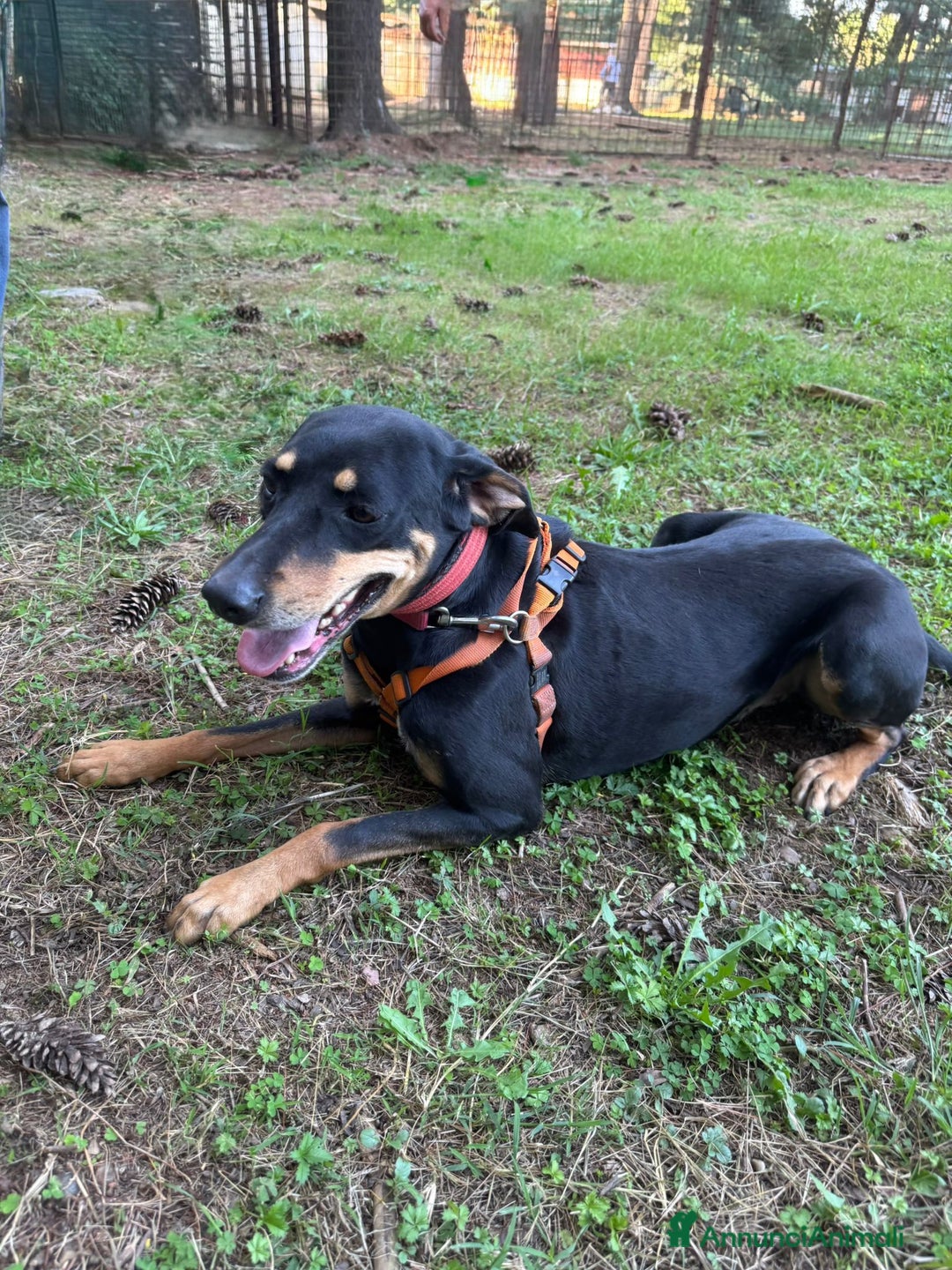 Segugio cani in regalo: Splendida mix segugio - SKYLAR a Città metropolitana di Milano - Annuncio 11