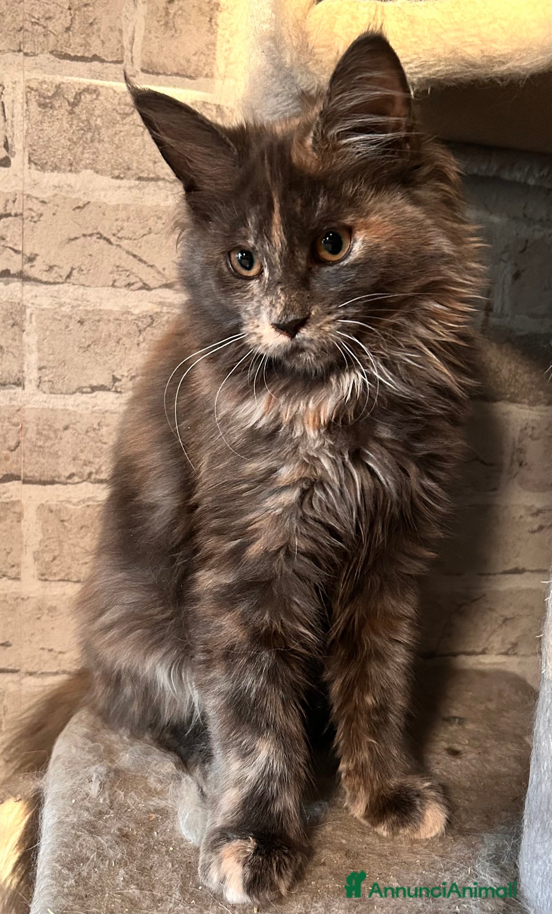 Maine Coon gatti in vendita: Cuccioli Maine Coon - Annuncio 2