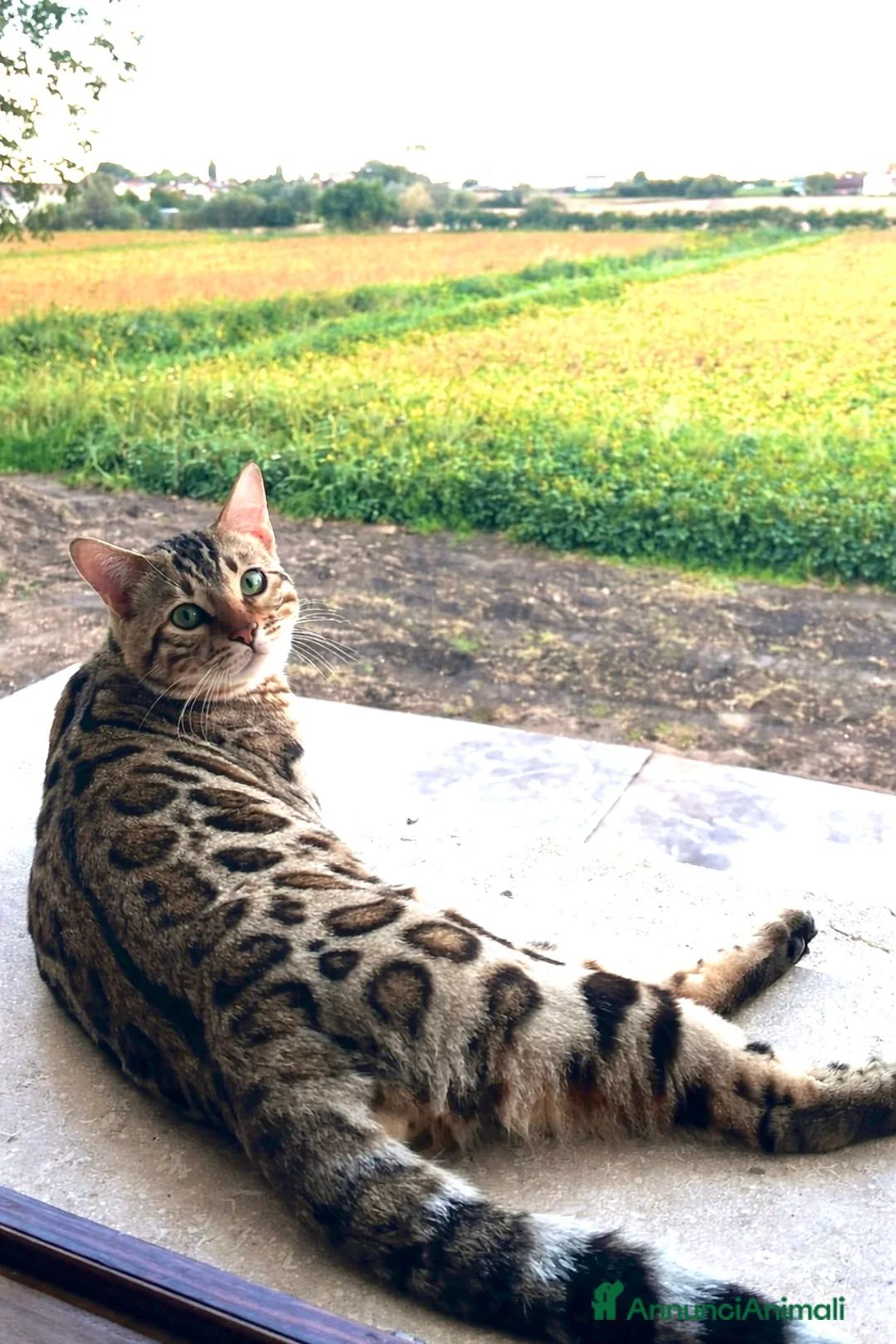 Bengala gatti in vendita: Cuccioli bengala disponibili su prenotazione  a Provincia autonoma di Bolzano - Alto Adige - Annuncio 2