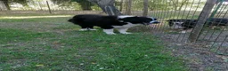 Terranova cani in regalo: Boris, Terranova in Canile  - Annuncio 18