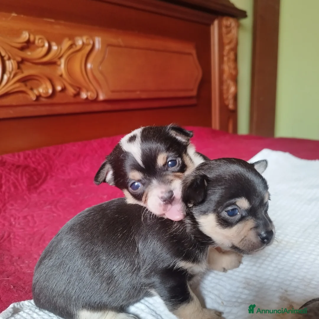 Chihuahua cani in vendita: Privato  - Annuncio 3