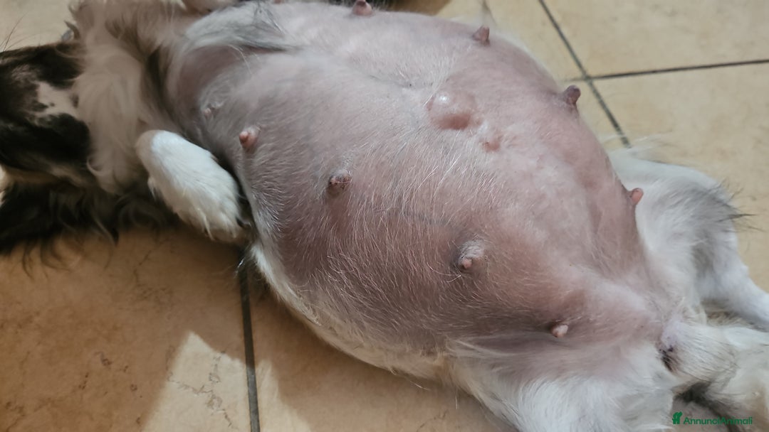 Chihuahua cani in vendita: Chihuahua toy maschera nera - Annuncio 1