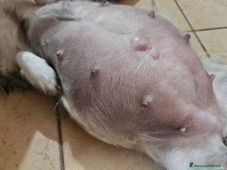 Chihuahua cani Chihuahua toy maschera nera - Annuncio 1