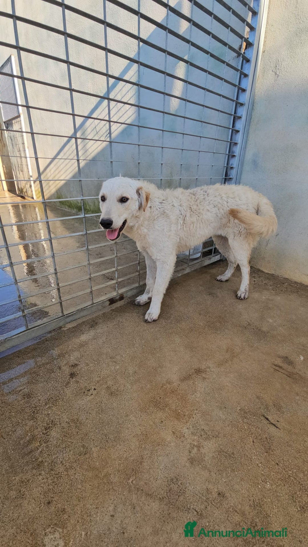 Meticcio cani in regalo: Micky: 1 anno, socievole ed equilibrata  - Annuncio 13