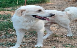 Meticcio cani in regalo: Raul 4anni si separano e torna in canile!!SARDEGNA a Città metropolitana di Milano - Immagine 2