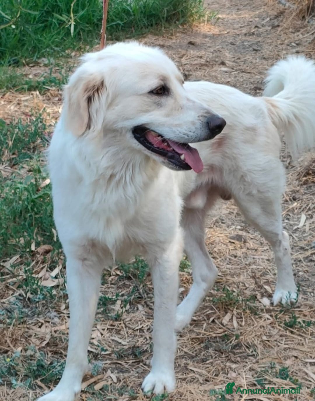 Meticcio cani in regalo: Raul 4anni si separano e torna in canile!!SARDEGNA a Città metropolitana di Milano - Immagine 2