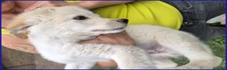 Meticcio cani in regalo: HUMMUS DOLCE CUCCIOLO 2 MESI, BUONISSIMO E COCCOLO - Annuncio 9