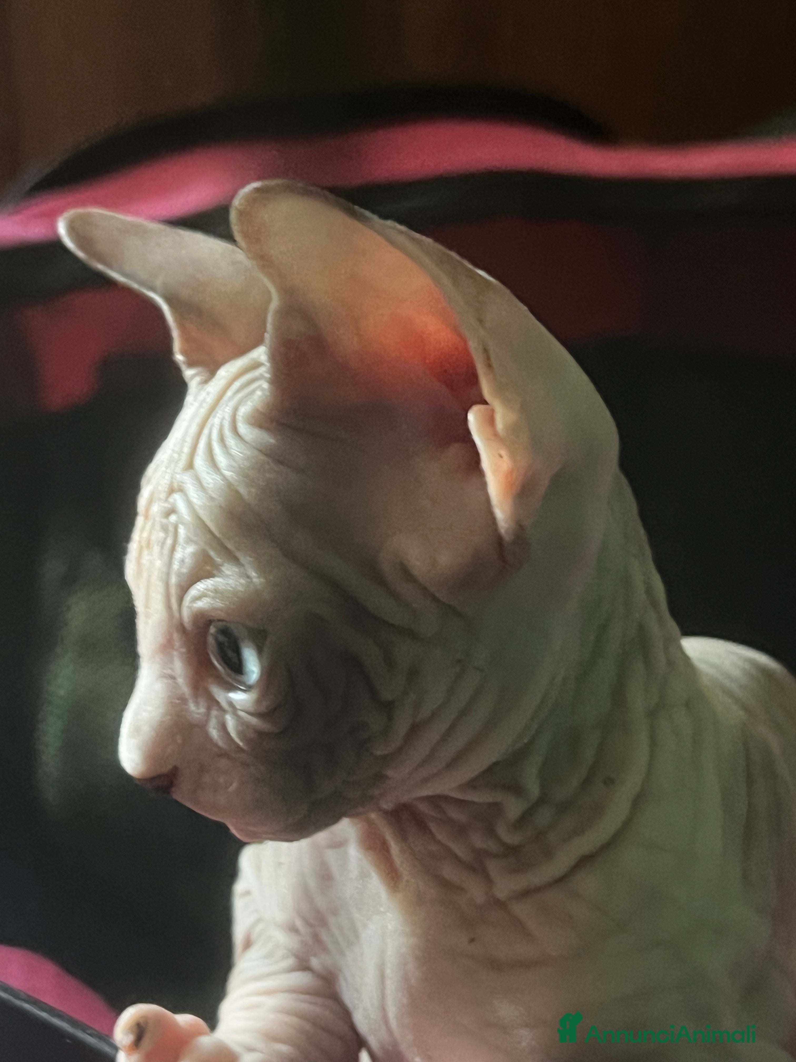 Sphynx gatti Sphynx  - Annuncio 2
