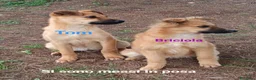 Meticcio cani in regalo: Tom e Briciola, cuccioli socievoli - Annuncio 6