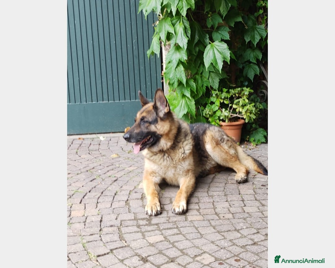 Pastore Tedesco cani in regalo: Pastore Tedes a catena e denutrito!SALVATO!PAVIA a Milano - Annuncio 2