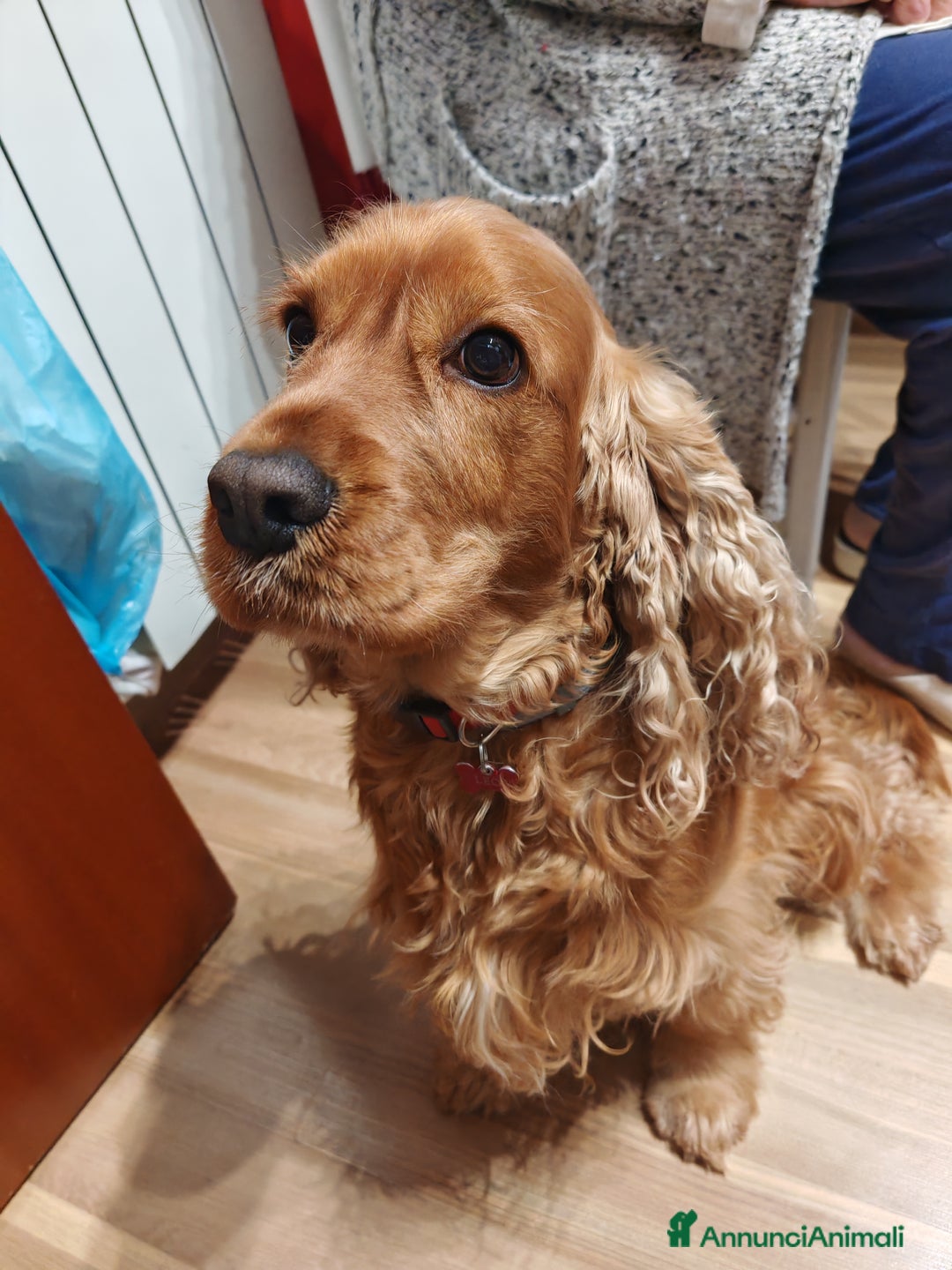 Cocker cani in regalo: Vendo cocker  - Annuncio 4