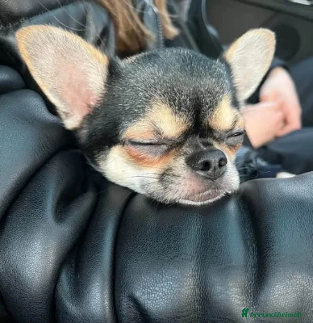 Chihuahua cani per accoppiamento: Stallone Chihuahua 2anni pelo corto nero per monte a Provincia di Monza e della Brianza - Annuncio 5