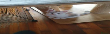 Maine Coon 3