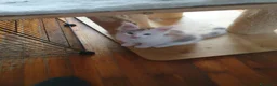 Maine Coon gatti in vendita: Maine coon cuccioli  a Città Metropolitana di Torino - Annuncio 4