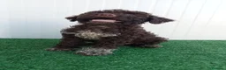 Lagotto cani in vendita: Lagotto Romagnolo  - Annuncio 12