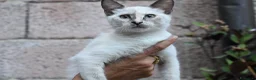 Siamese gatti in vendita: Gatto Siamese- cucciola Blue Tortie Point Tabby - Annuncio 3