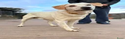Meticcio cani in regalo: Billy e Kevin a Provincia di Isernia - Annuncio 6