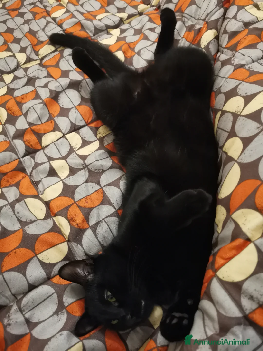 Europeo gatti in regalo: Frodo in cerca di adozione a Città metropolitana di Roma Capitale - Annuncio 3