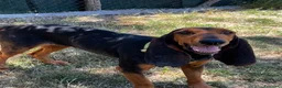 Segugio Svizzero cani in regalo: Luna Segugia del Giura - Annuncio 2