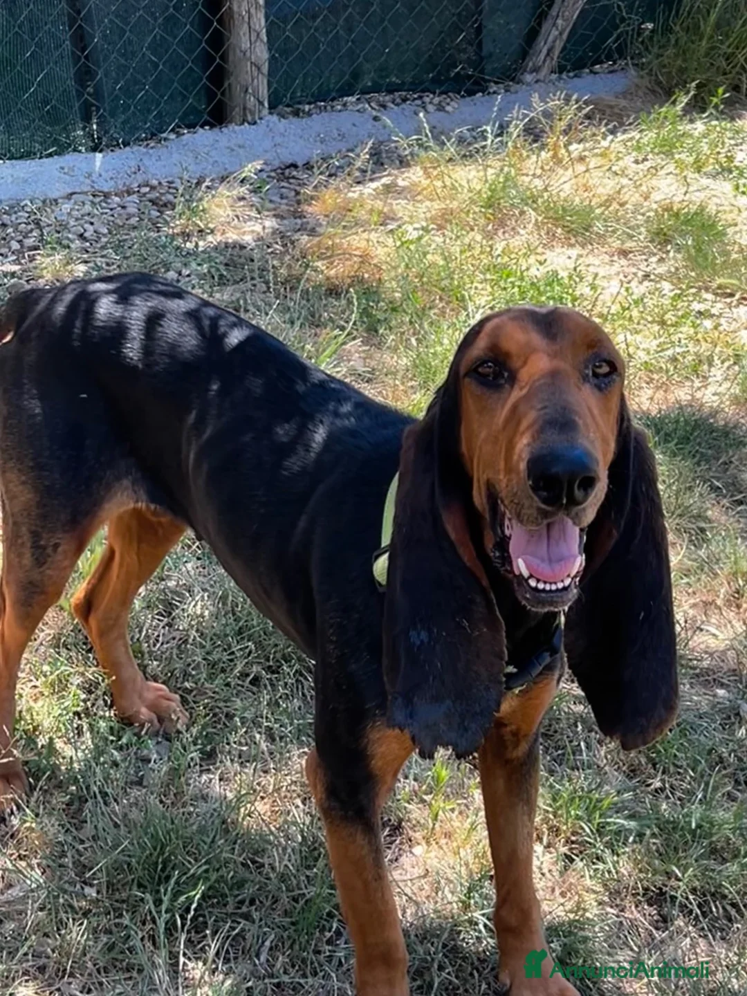 Segugio Svizzero cani in regalo: Luna Segugia del Giura - Annuncio 2