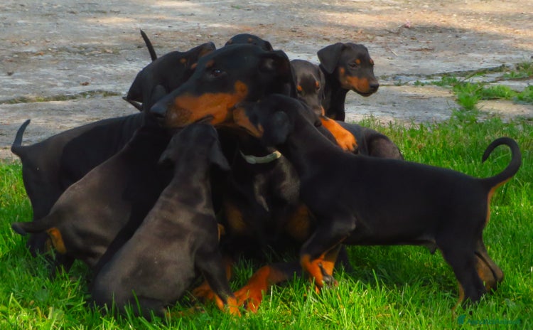 Dobermann cani - Annuncio 5