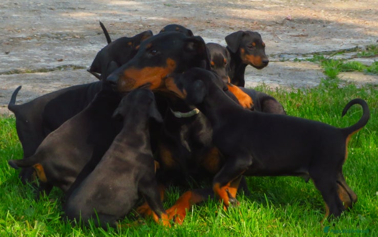 Dobermann cani - Annuncio 5