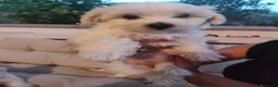 Maltese cani in vendita: Vendita 2 Maltesi femmine a Gubbio  - Annuncio 5