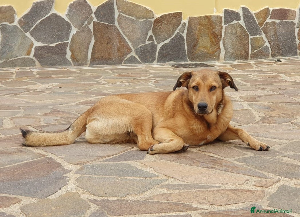 Meticcio cani AKIKO occhioni timidi e buoni a Pomezia - Annuncio 38