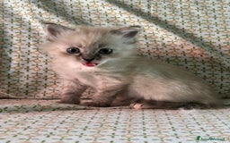 Siberiano gatti in vendita: Gattini siberiani ipoallergenici - Annuncio 11