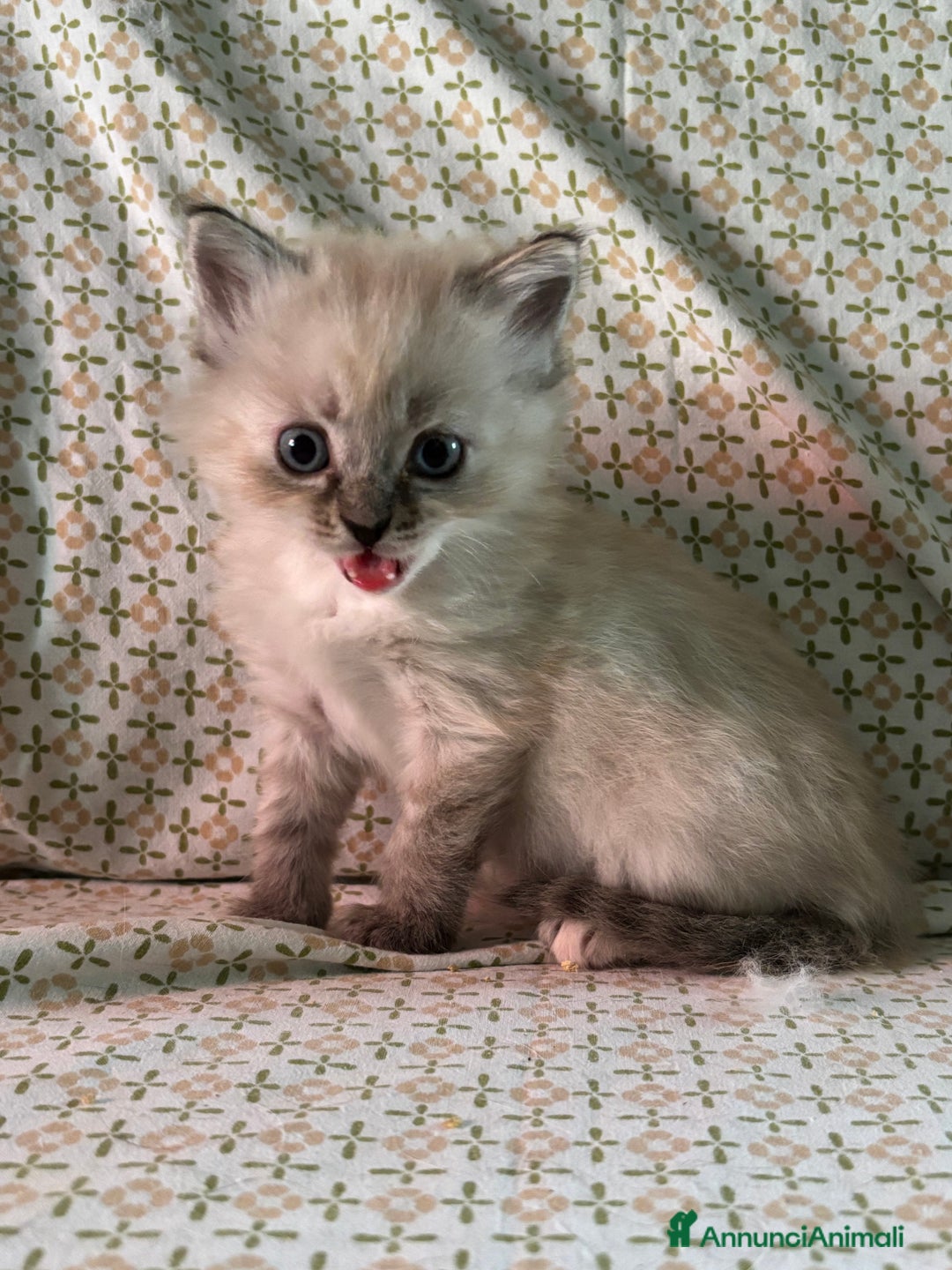 Siberiano gatti in vendita: Gattini siberiani ipoallergenici - Annuncio 11