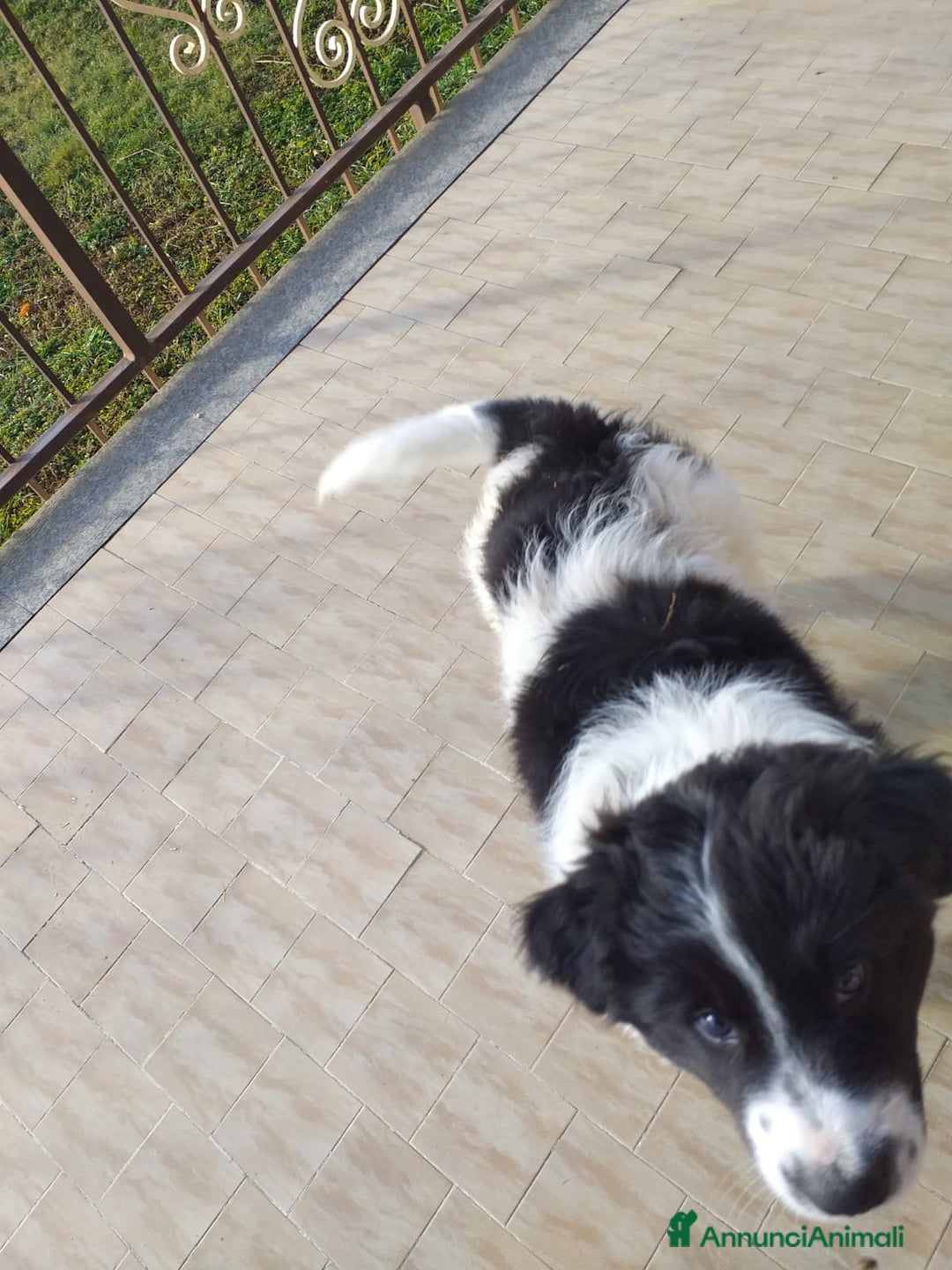 Meticcio cani in regalo: Cucciolo di meticcio, metà border collie - Annuncio 2