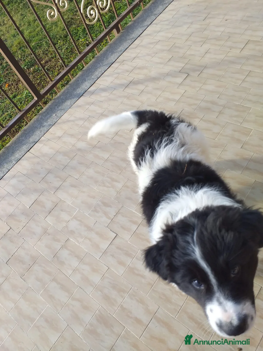 Meticcio cani in regalo: Cucciolo di meticcio, metà border collie - Annuncio 2