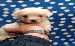 Maltese cani in vendita: Maltese cuccioli - Immagine 9