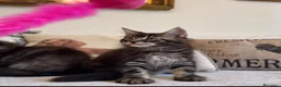 Maine Coon gatti in vendita: Maine coon cuccioli  a Provincia di Siena - Annuncio 2