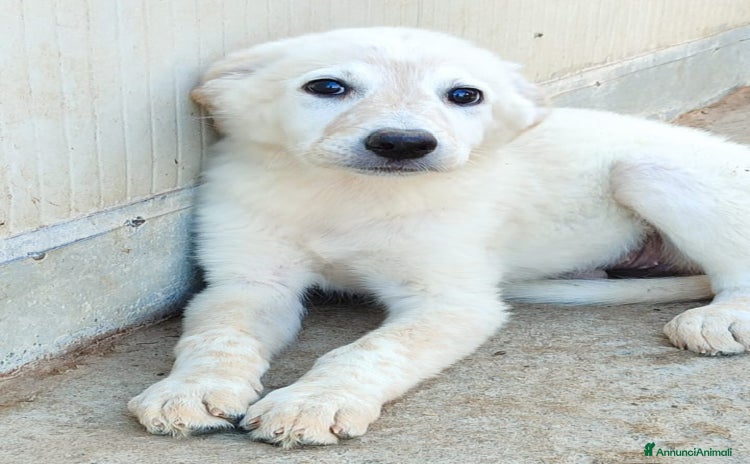 Meticcio cani a Provincia di Varese - Annuncio 10