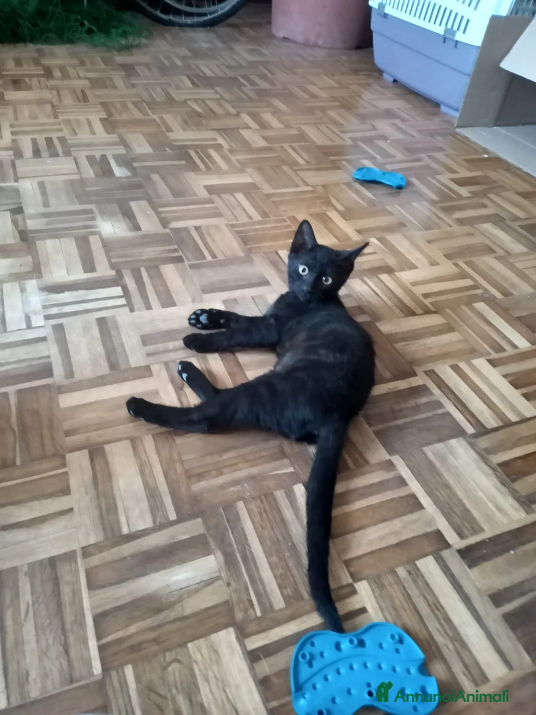 Meticcio gatti in regalo: Splendidi Gattini di 3 Mesi in Regalo - Affettuosi - Annuncio 2