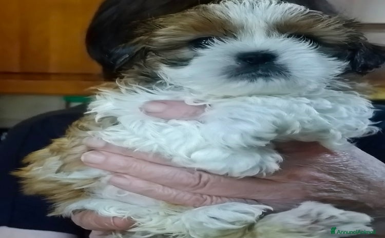 Shih Tzu cani a Provincia di Pordenone - Annuncio 7