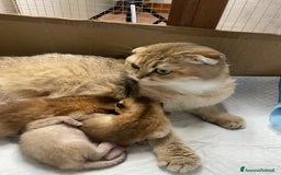 Scottish gatti in vendita: Scottish Straight - Annuncio 15