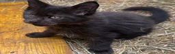 Maine Coon gatti in vendita: Cucciolo black smoke di maine coon (Tequila) - Annuncio 12