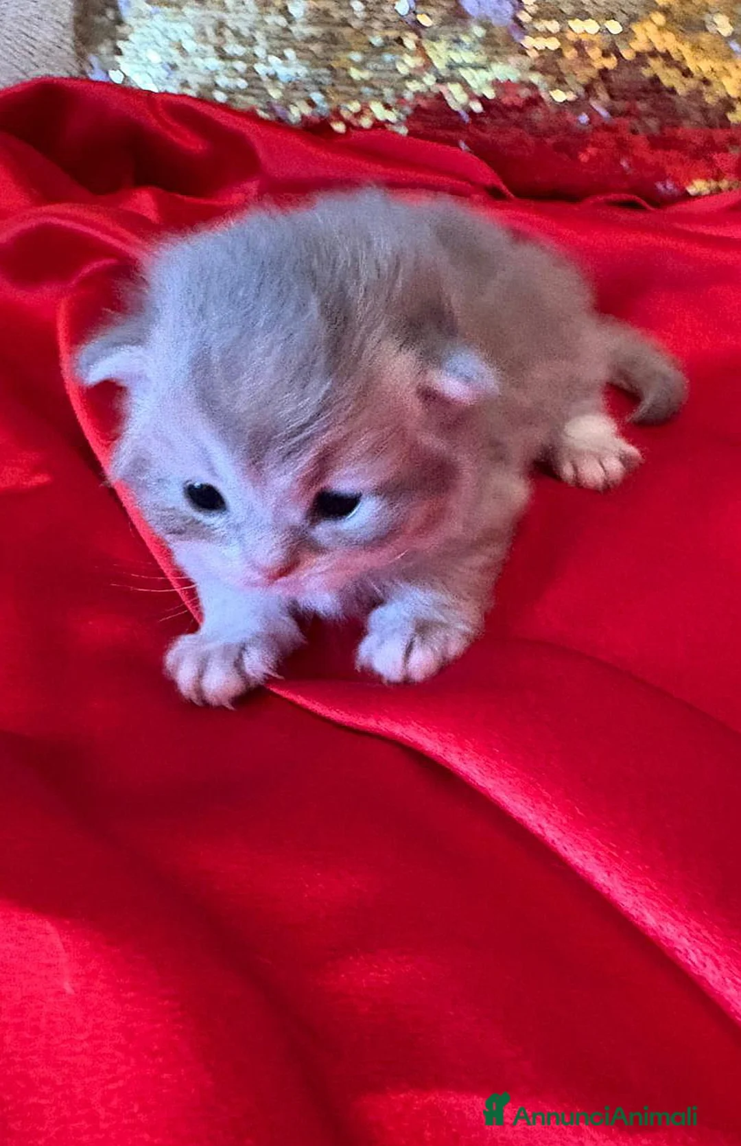 British gatti in vendita: Meravigliosi cuccioli British con pedigree  - Annuncio 2