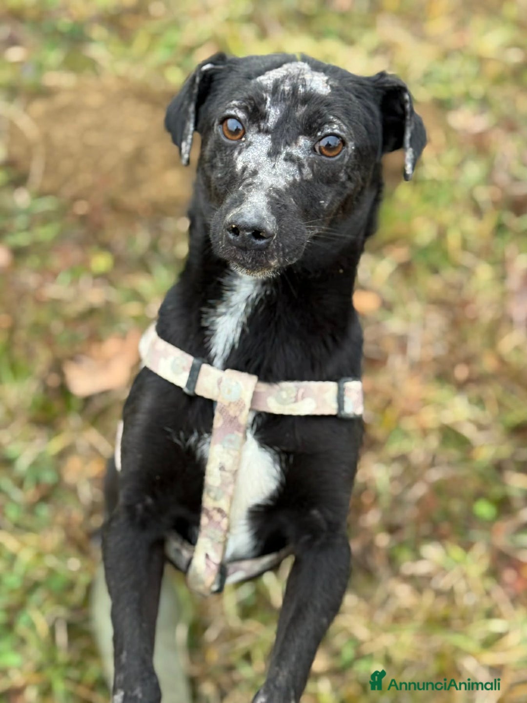 Meticcio cani in regalo: NOAH, dolce nanetto spennacchiato! Tg PICCOLA. - Annuncio 5