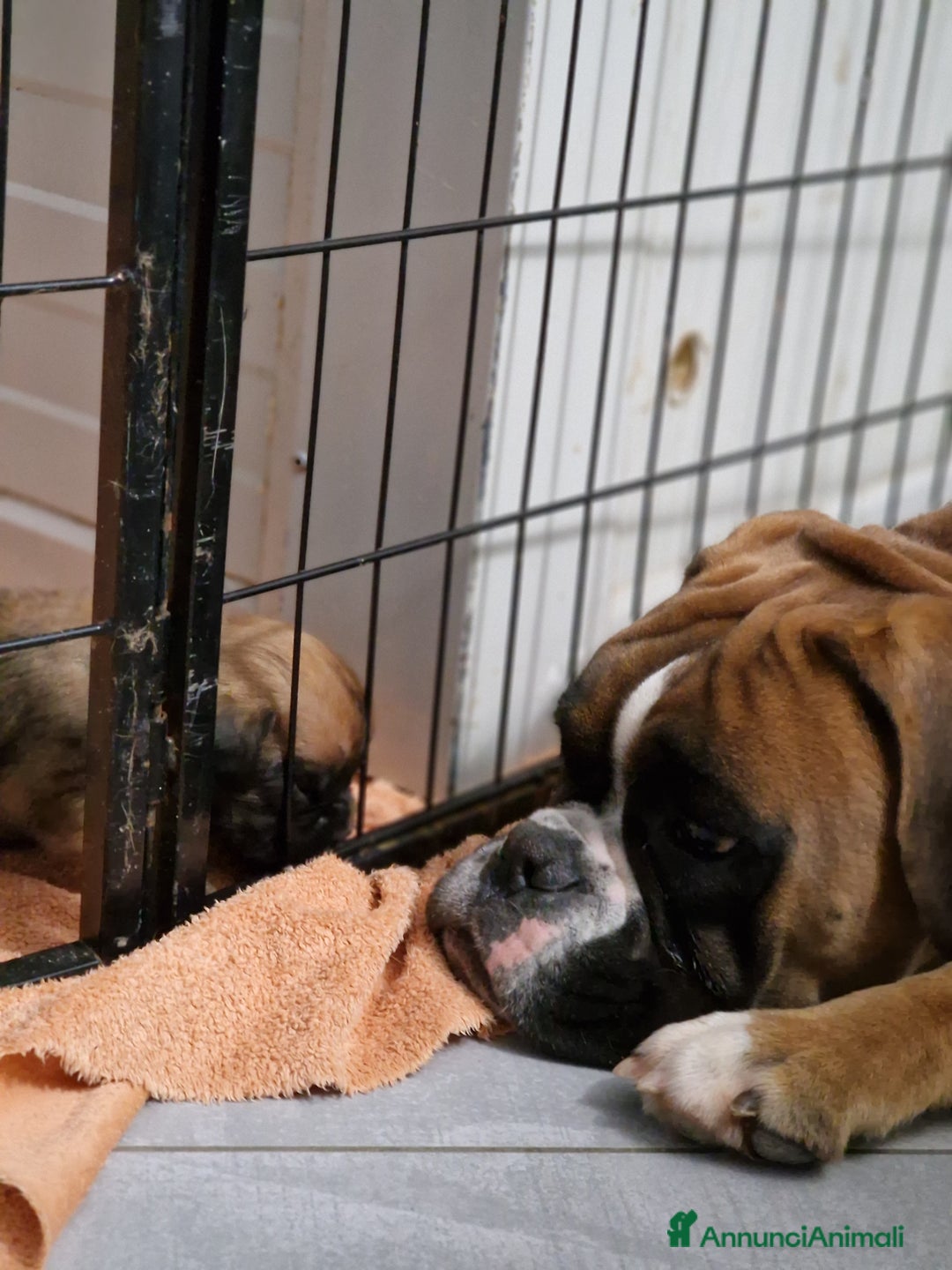 Boxer cani in vendita: Boxer cuccioli con pedigree - Annuncio 8